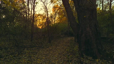 Sunset Autumn Forest Path Stock Footage 256615094