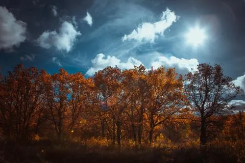 Sunset in the autumn forest Stock Photos