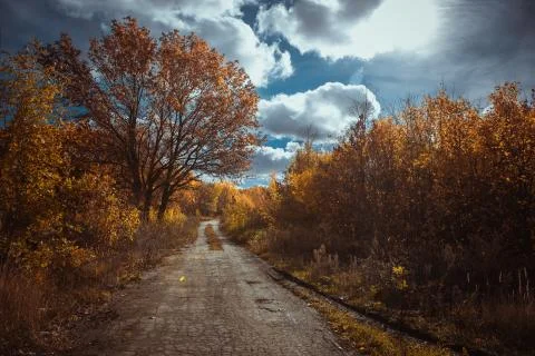 Sunset in the autumn forest Stock Photos