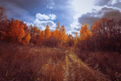 Sunset in the autumn forest Stock Photos