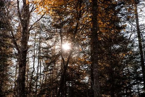 Sunset in the autumn forest. Sun rays through the trees. Canada. Stock Photos