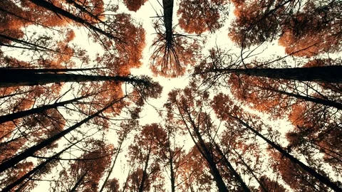 Sunset at the autumn forest,fir tree background Stock Footage 83245776