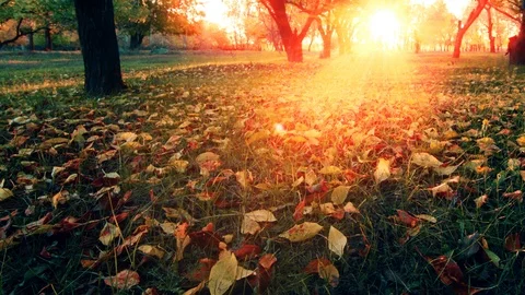 Sunset in the autumn garden Stock Footage 117433696