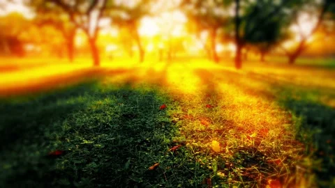 Sunset in the autumn garden Stock Footage 219742377