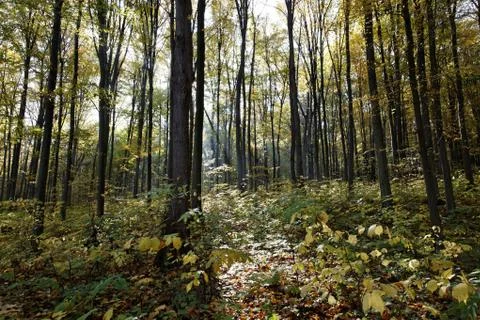 Sunset in the autumn green forest. Stock Photos