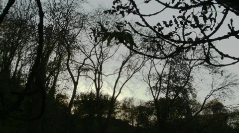 Sunset autumn leaves Stock Footage 32927992