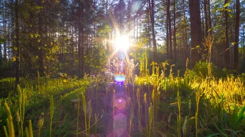 Sunset in the autumn magic forest, time-lapse Stock Footage 59080279