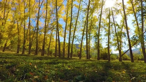 Sunset in the autumn magic forest, time-lapse Stock Footage 80143485