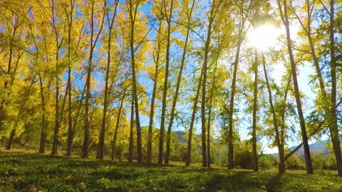 Sunset in the autumn magic forest, time-lapse Stock Footage 145941495