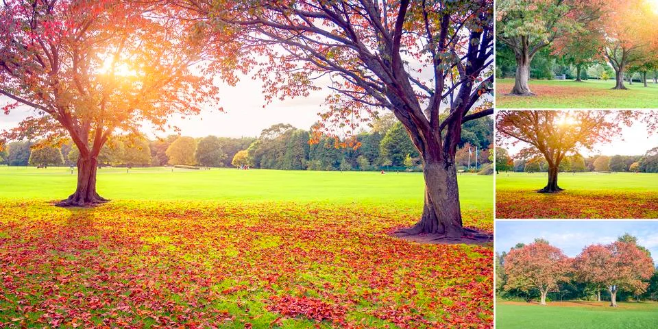 Sunset in autumn set Stock Photos