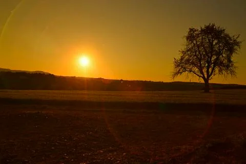 Sunset in autumn with tree Stock Photos