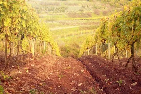 Sunset in autumn vineyard Stock Photos
