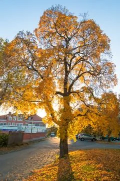 Sunset autumnal from behind the tree - The beautiful autumn - Sweden Stock Photos