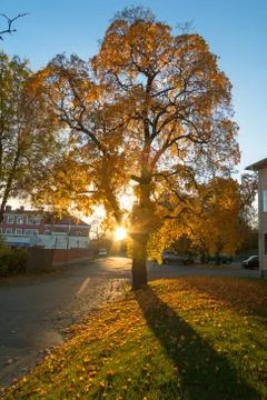 Sunset autumnal from behind the tree - The beautiful autumn. Sweden Stock Photos