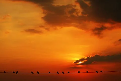 Sunset back on the evening dark orange cloud on sky and birds hang on power.. 库存照片