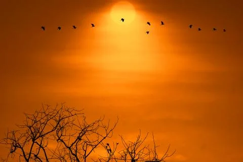 Sunset back on silhouette dry tree dark orange cloud on the sky and birds 写真素材