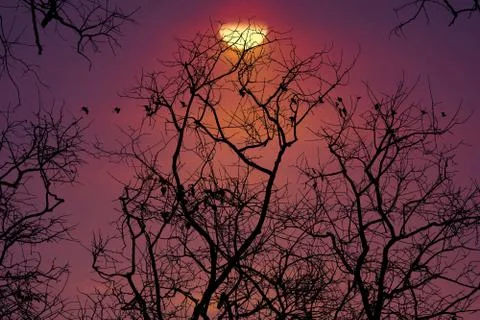 Sunset back on silhouette dry tree dark red cloud on the sky and birds flying 写真素材