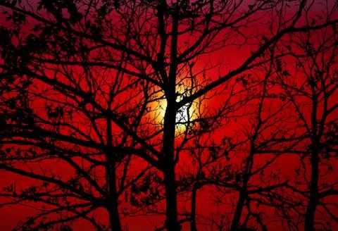 Sunset back silhouette tree dark orange sky Stock Photos