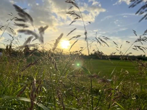 Sunset background between blades of green grass in summer Stock Photos