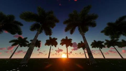 Sunset background with coconut trees Stock-Footage 107270358