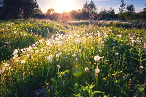 Sunset in the background flower meadow Stock Photos
