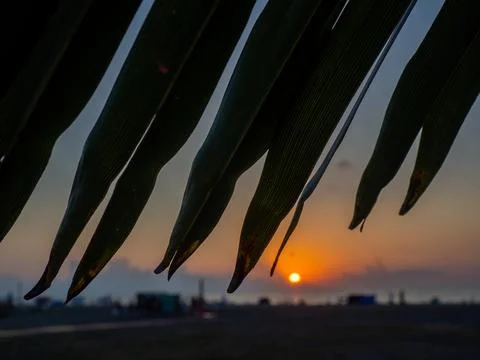 Sunset on the background of palm leaves. Leaf silhouettes. Beach of the Bla.. Stock Photos