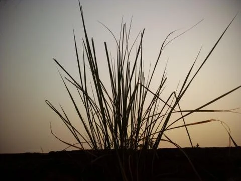 A sunset in the background Foto stock