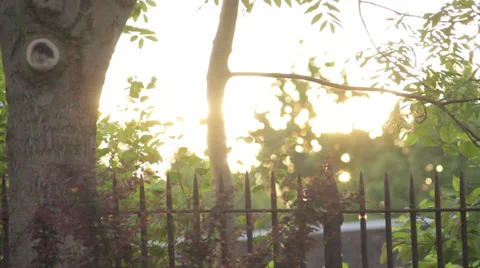 Sunset background of tree and fence Stockbeeldmateriaal 39171406