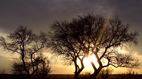 Sunset, Background Of Tree Stock Footage 49188995