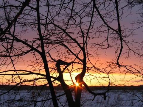 Sunset background with tree Stock Photos