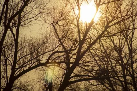 Sunset on a background of trees Stock Photos