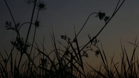 Sunset Backlit Walking People Silhouette Stock Footage