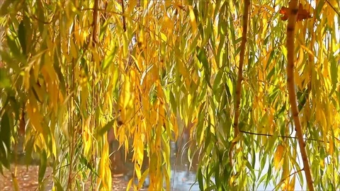 Sunset Backlit Willow Tree Leaves Video stock 82302393