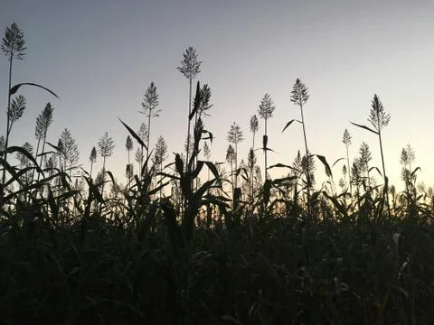 Sunset in Bagan Stock Photos