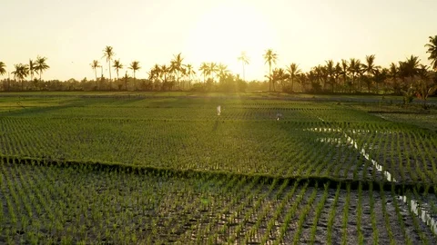 Sunset in Bali over the rice paddy fields Stock Footage 112282992