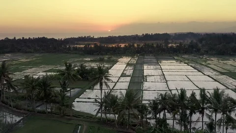 Sunset in Bali over the rice paddy fields Stock Footage 112307104
