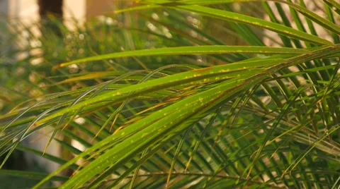 Sunset balm beach 4K Stock Footage 48590715