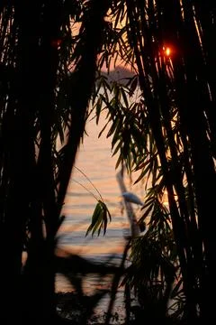 Sunset Bamboo Bird Stock Photos