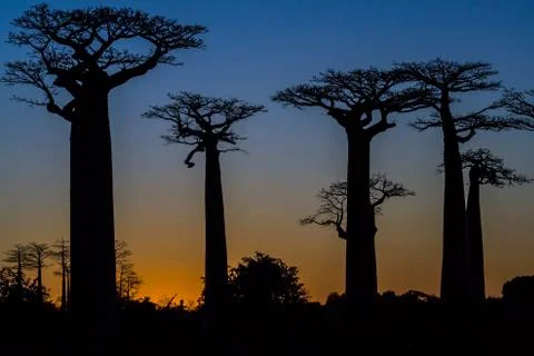 Sunset on baobab trees Stock Photos