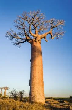 Sunset on baobab trees Stock Photos