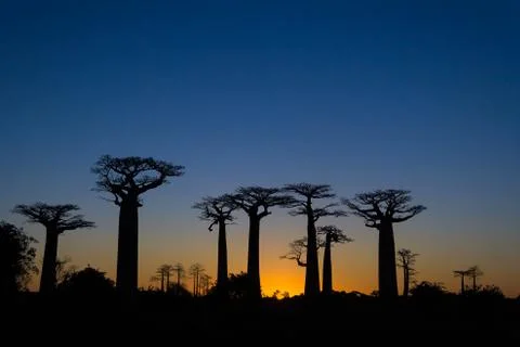 Sunset on baobab trees Stock Photos