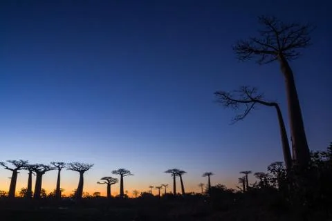 Sunset on baobab trees Stock Photos
