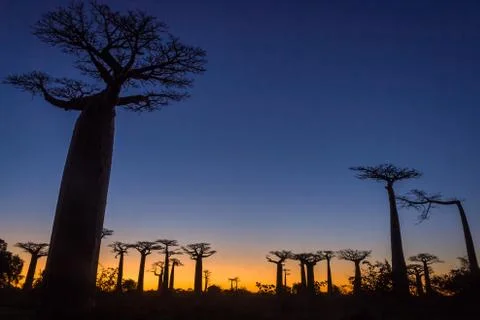 Sunset on baobab trees Stock Photos