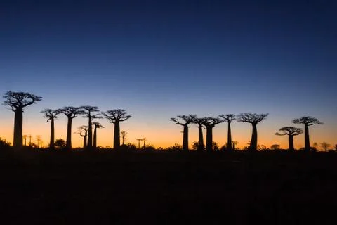 Sunset on baobab trees Stock Photos