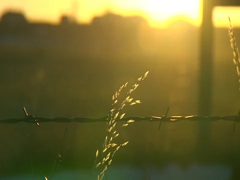 Sunset barbed wire fence and grass rack focus 스톡 동영상 34858742