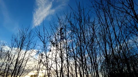 Sunset bare autumn trees time lapse - Left to right pan Stock Footage 169868852