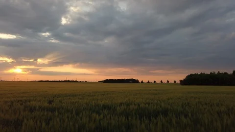 The sunset in the barley field Video stock 108316057