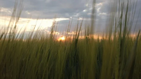 The sunset in the barley field Video stock 108316072