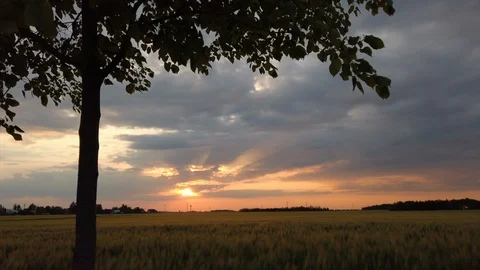 The sunset in the barley field Video stock 108316084