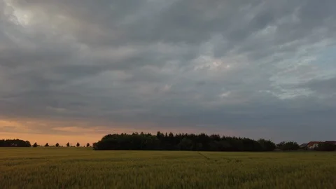 The sunset in the barley field panorama Video stock 108316234
